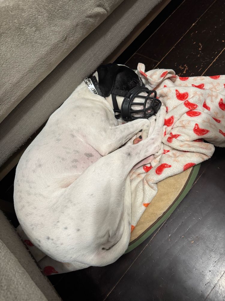 My dog, pickle. She’s white with black ears