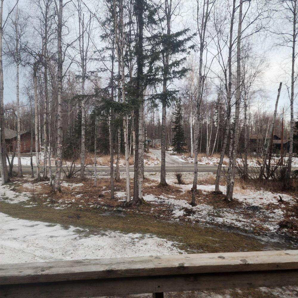 Picture of a virtually snowless yard in southcentral Alaska. 