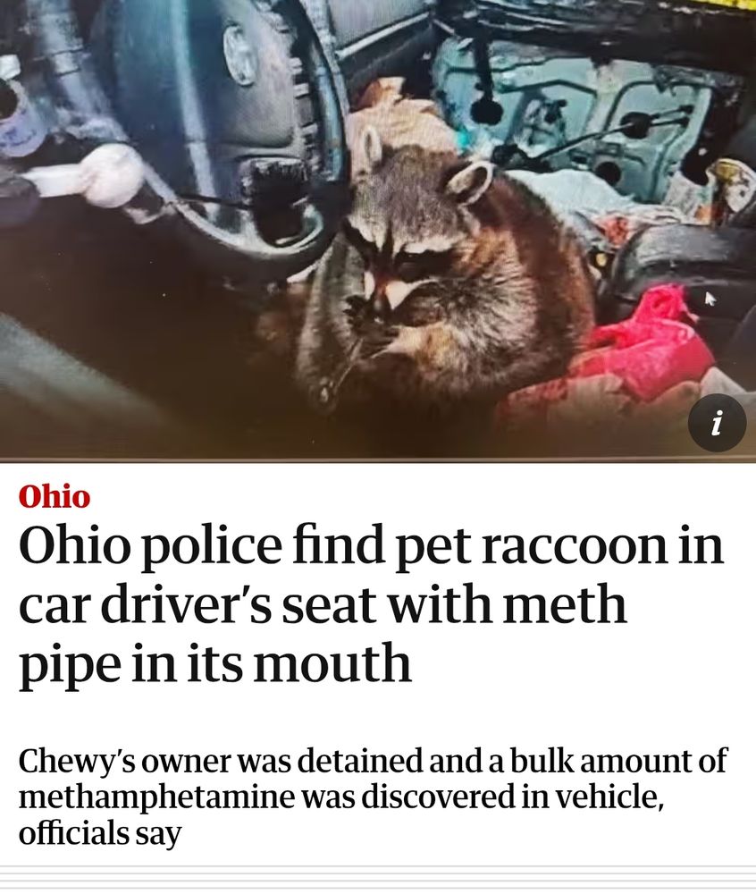 A headline from the Guardian reading 'Ohio Police find pet racoon in car driver's seat with meth pipe in its mouth'. 