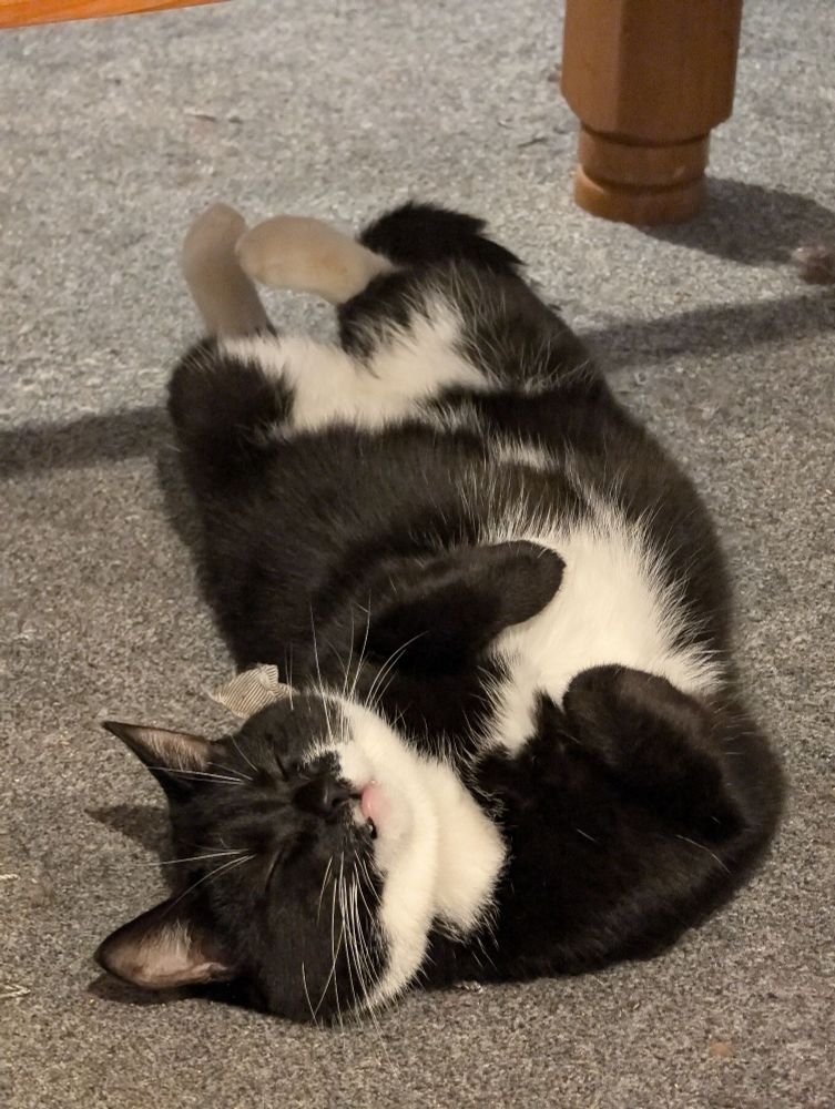 Black and white cat lying on her back with feet and tail curled up cutely