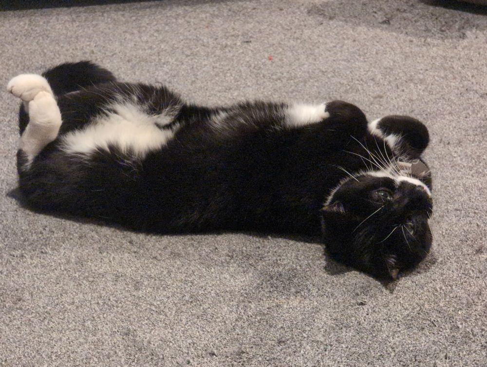 Black and white cat lying on her back with feet and tail curled up cutely