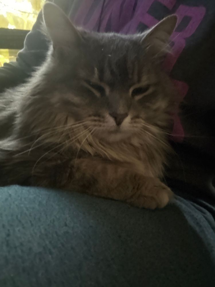 A fluffy comfy looking brown cat sleeping on a lap with her leg folded in front of her