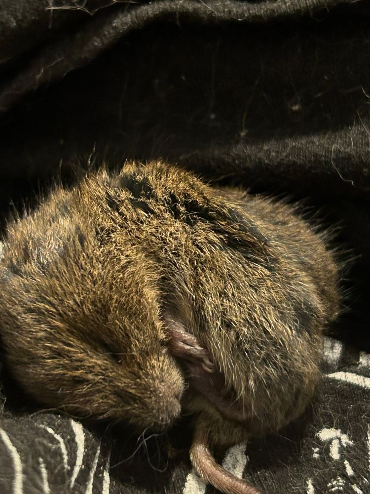 Baby vole curled up on its side sleeping