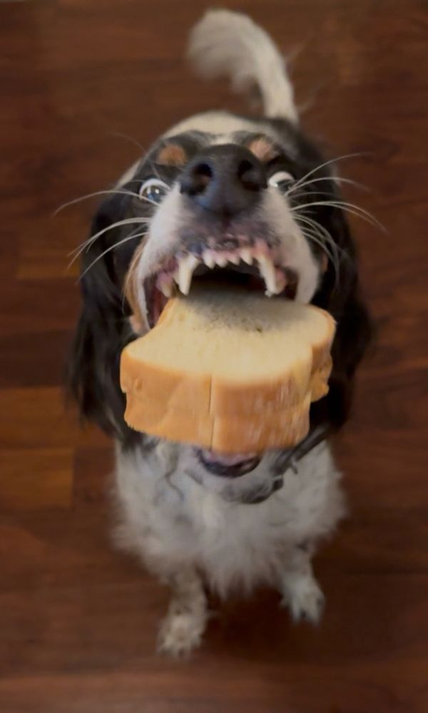 An English setter’s mouth is agape as he repositions his grip on a peanut butter sandwich. 