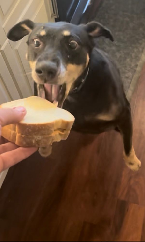 A black and tan mixed breed dog hops off of her front paws as she enthusiastically stretches out for her sandwich. 