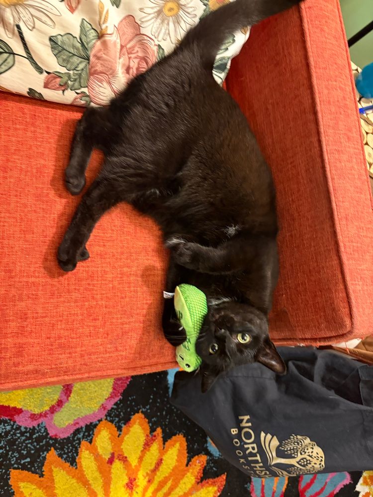 Black cat holding a green toy in the shape of a pickle up to its cheek. 