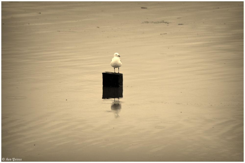 A muted, sepia-toned photograph of a single seagull standing on a dark, square post in the middle of a calm, reflective body of water.

The water appears to be at low tide, with subtle ripples on the surface. The seagull is facing slightly to the right, and its reflection is visible below it in the water. The bottom left corner of the image is watermarked with the name "© Kev Peirce".