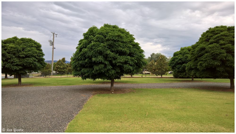 A serene park scene with evenly spaced, lush green trees standing over a gravel path and manicured grass.

The overcast sky casts a soft, diffused light, enhancing the tranquil mood. In the distance, a fence and utility pole hint at the edge of suburbia, while the trees dominate the foreground with their dense foliage and quiet presence.