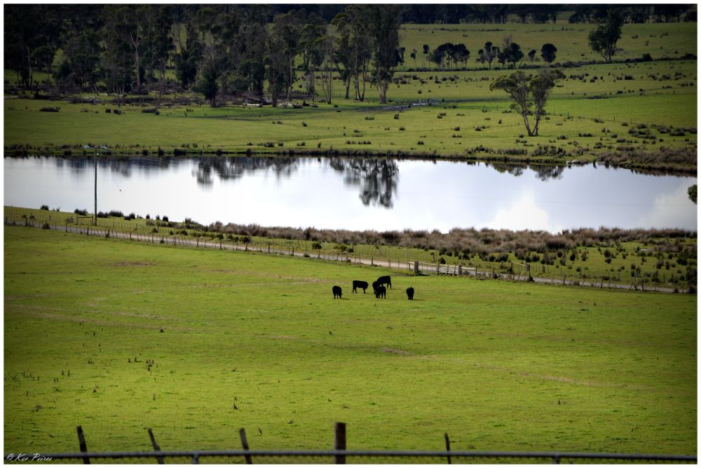  A wide-angle landscape photo of a bright green, undulating rural paddock in Nabowla, Tasmania.

In the center, a dark, still dam or large pond reflects the sky and trees from the opposite bank.

In the foreground, five black cattle graze in a lower field. The scene is bordered by a distant line of trees on the left and has a calm, peaceful atmosphere.

Photo by Kev Peirce.
