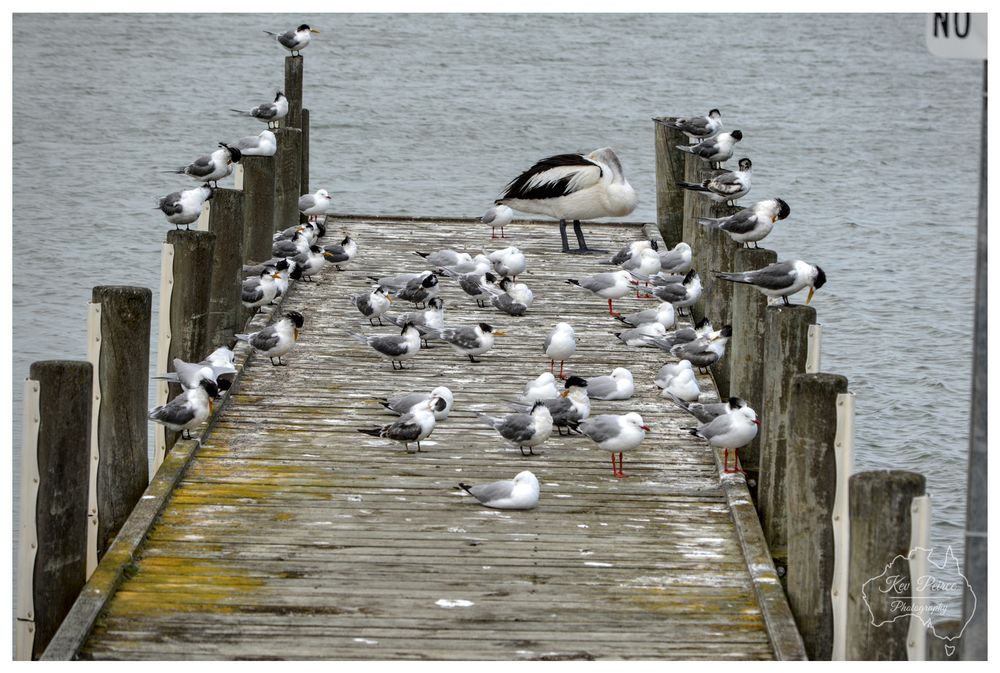 Photograph showing a wide, weather beaten wooden jetty or pier extending toward the viewer from the water's edge.

A large, dark backed Australian Pelican stands near the centre, surrounded by dozens of smaller birds, primarily Crested Terns and Silver Gulls, which are perched on the deck and the wooden pilings. The water is choppy and gray.