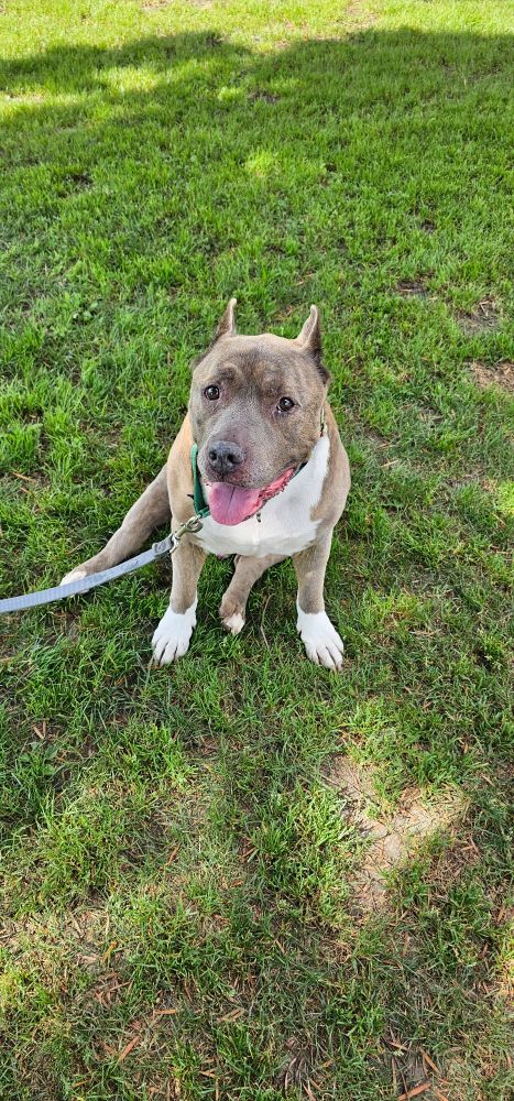 Chubbs sitting on the grass