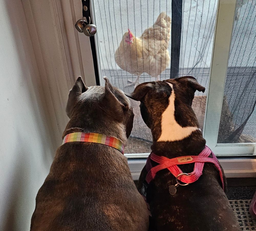 Pitbulls chubbs and Trixie looking at a chicken