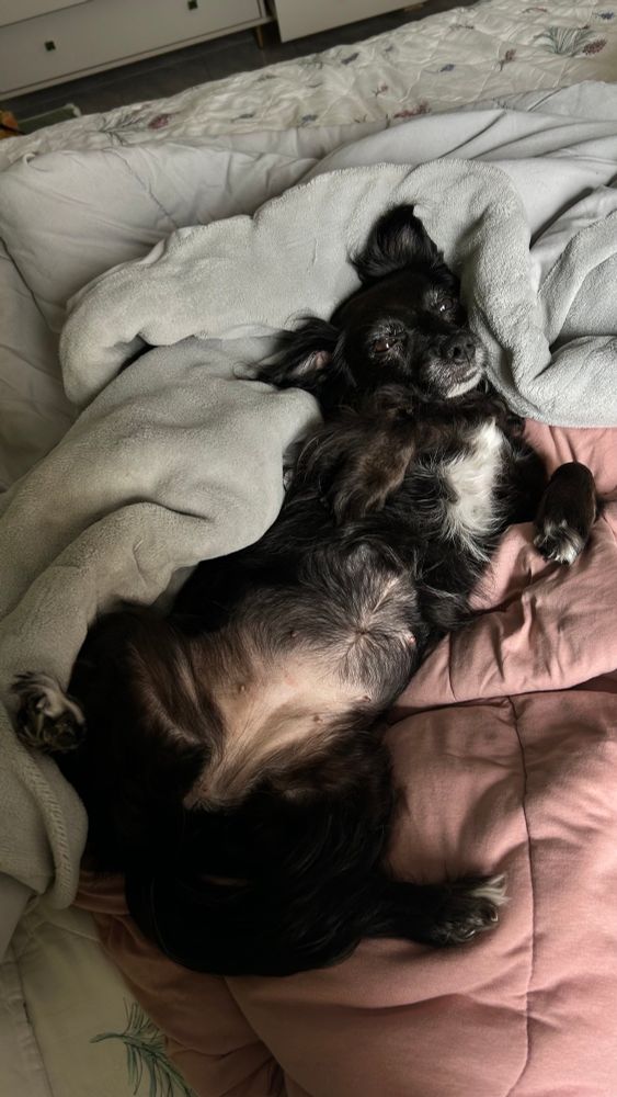 cachorrinha preta com peitinho, ponta do focinho e das patinhas da cor branca, com olhos levemente fechados e um semblante preguiçoso, de barriga e patas para cima, numa pose bem confortável em cima de dois edredons diferentes da cama