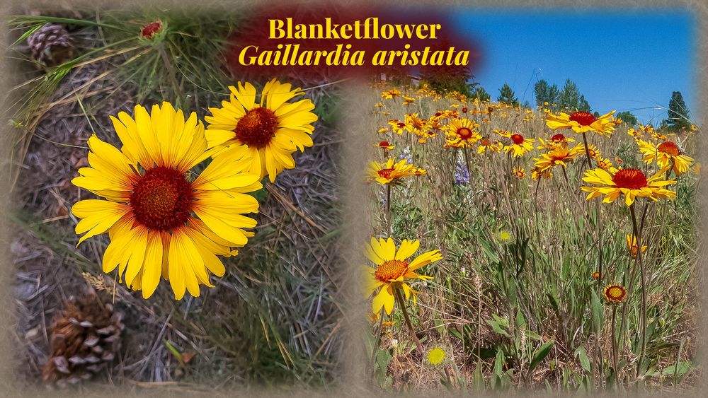 Blanketflower is a member of the Aster family. It is a perennial with a taproot. Grows to a height between four and twenty inches. Plant is covered with short hairs. Leaves are basal, lance-shaped, alternate and have a longish petiole. Flower heads are hemispheric in shape with both ray flowers (yellow petals) and disk flowers (purplish-red) present. Usually one per peduncle. 
Reference: Montana Field Guide (https://fieldguide.mt.gov/speciesDetail.aspx?elcode=PDAST3Y030)