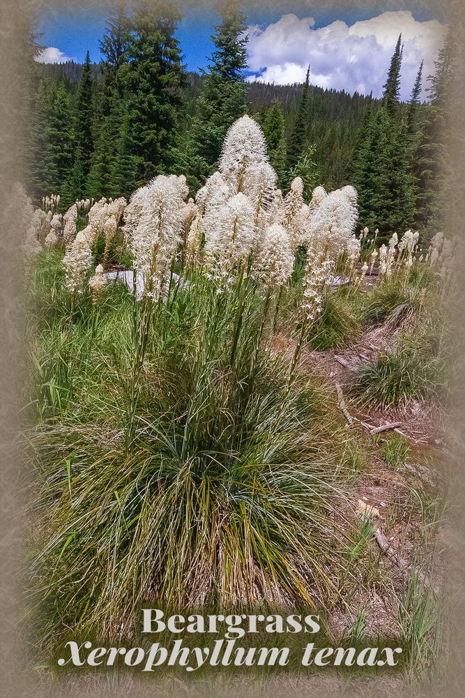 Beargrass can grow to up five feet in height. The evergreen wiry leaves may grow several years before a flowering stem appears. Basal leaves measure one to two feet long (Schiemann 2005). The oblong inflorescence (up to sixteen inches long!!) is a dense mass of small whitish flowers on one inch pedicels (Lesica 2017). Mass flowering events will take away your breath. 