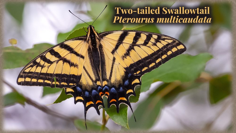 Two-tailed Swallowtail is identified by the two tails at the distal edge of the rear wing. Immediately bordering the tails are two orangish half moon shapes. Beyond this area are five small blue chevron shaped markings. And like other similar swallowtails it is mostly yellow with: a) four narrow diagonal black bars across the forewings b) a wide black bar embedded with multiple small yellow half moon shapes paralleling the trailing edge of the forewing.