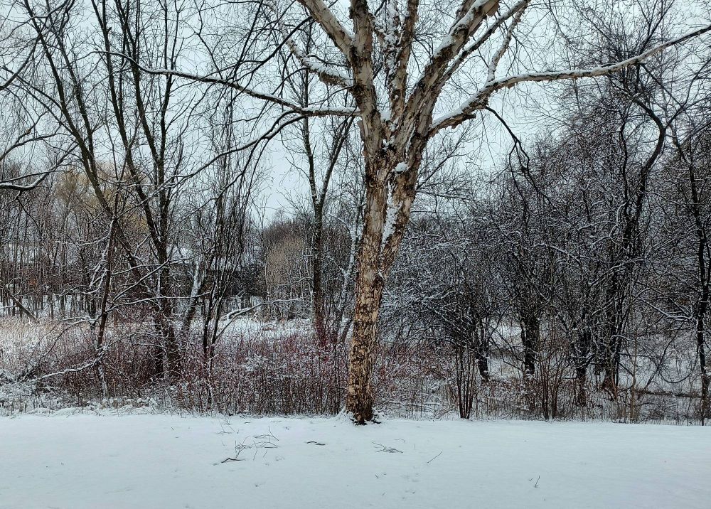 Snowy view of a lawn and the marsh beyond, with a River Birch in the foreground.