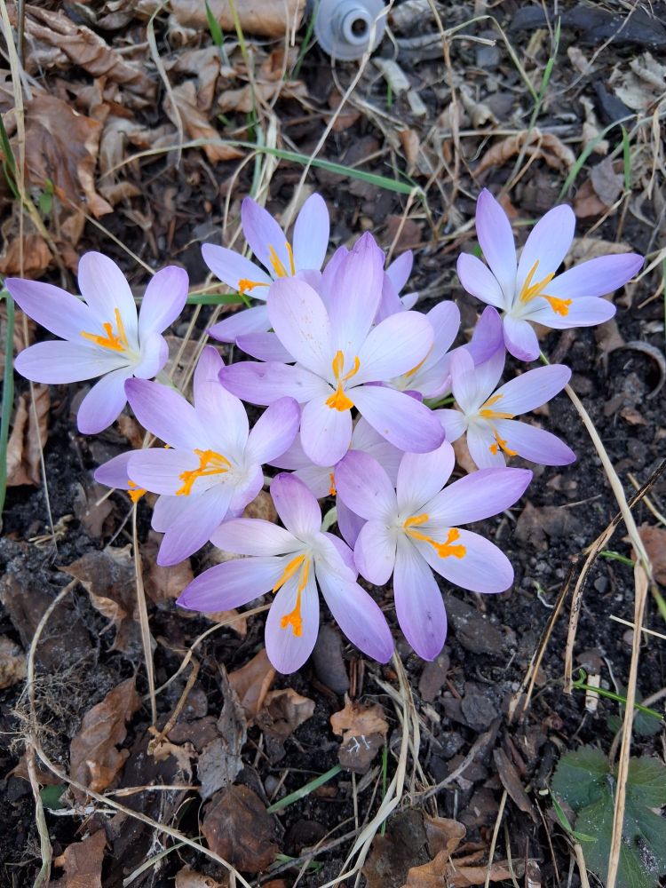 Ein Nest Krokosse, zart lila mit orangen Pollen