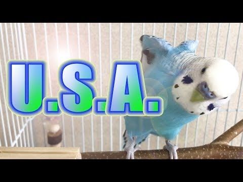 【インコが歌ってみた】DA PUMP / U.S.A.　Budgie tries to sing DA PUMP- USA