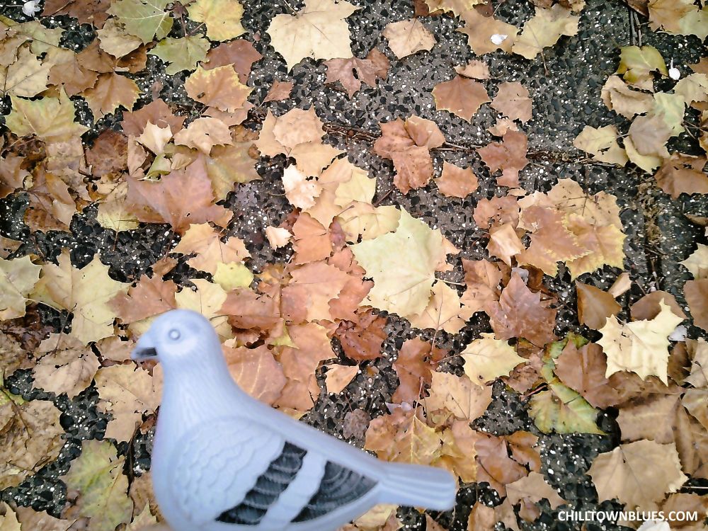 Picture of gray and black pigeon figurine above, from the figurine's side profile, a black and darker gray sidewalk full of big fallen leaves, most of which are beige and orange in color. Chilltownblues.com is printed on bottom right of image.