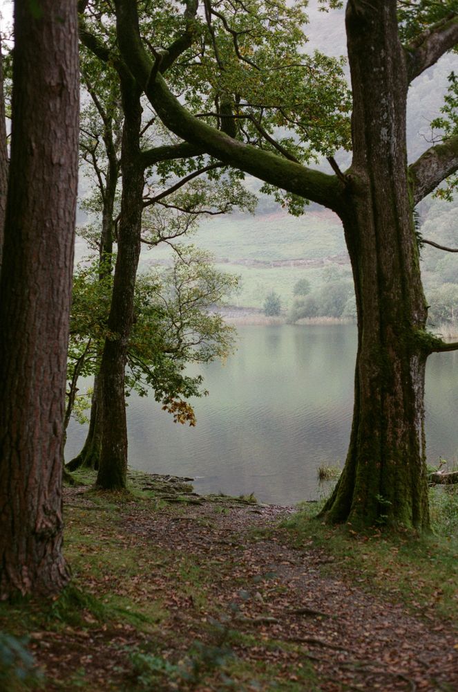 Trees framing a view on a body of water covered in milky mist. The ground is covered in fallen leaves.