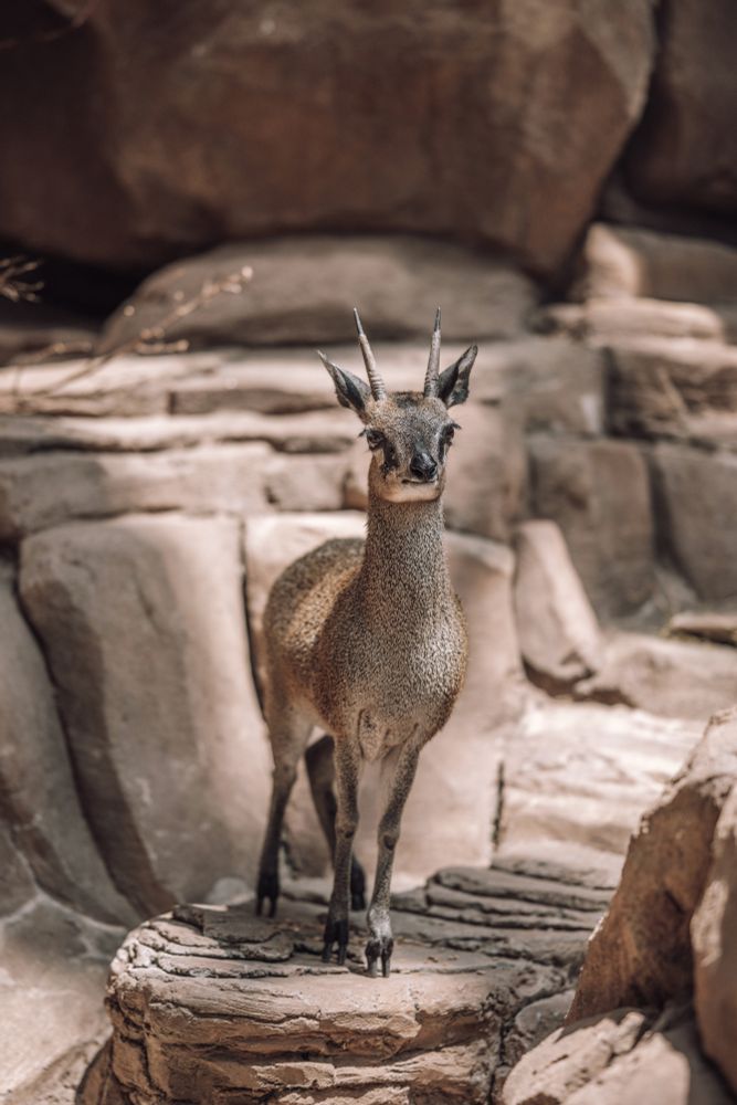 A klipspringer stares off to the right of the camera, watching the zoo visitors pass by.