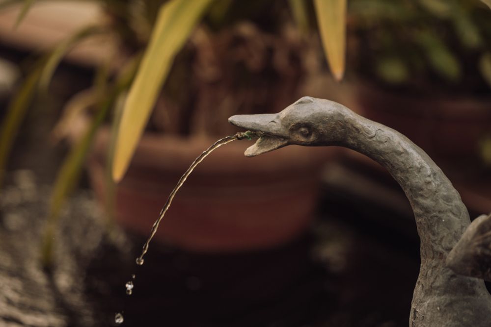 A goose fountain statue sprays water from its mouth.