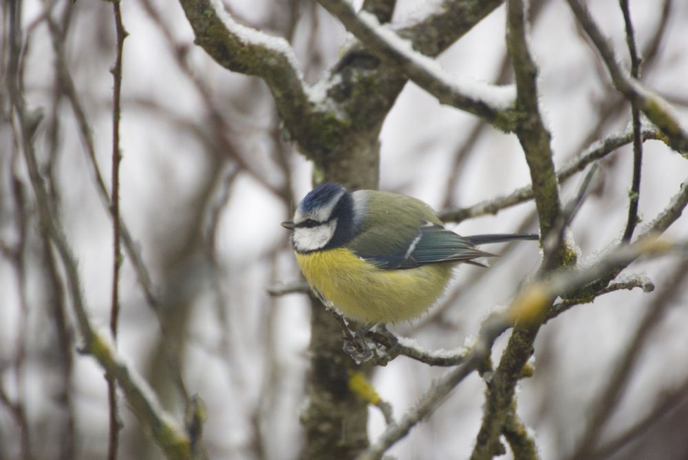 Photo d'une mésange bleue sous la neige sur sa branche, qui gonfle ses plumes et devient toute ronde
