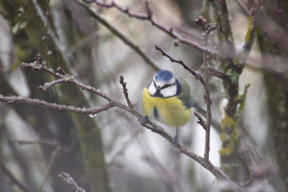 Photo d'une mésange bleue, sous la neige sur sa branche