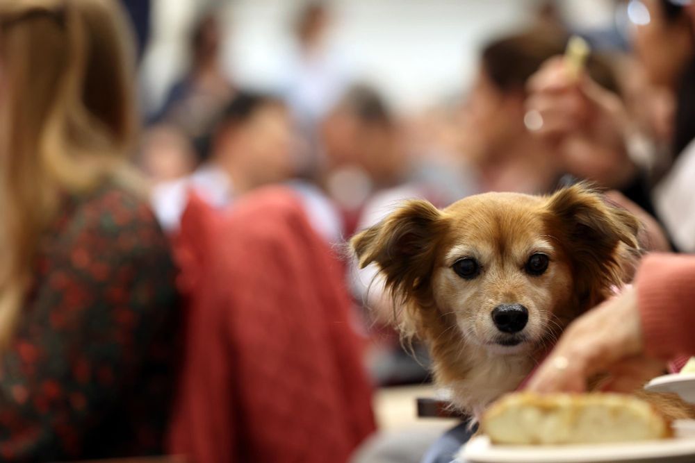 Dog at the Askwith Education Forum