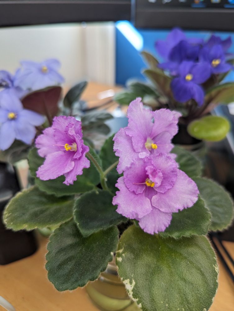 Flowering African violets