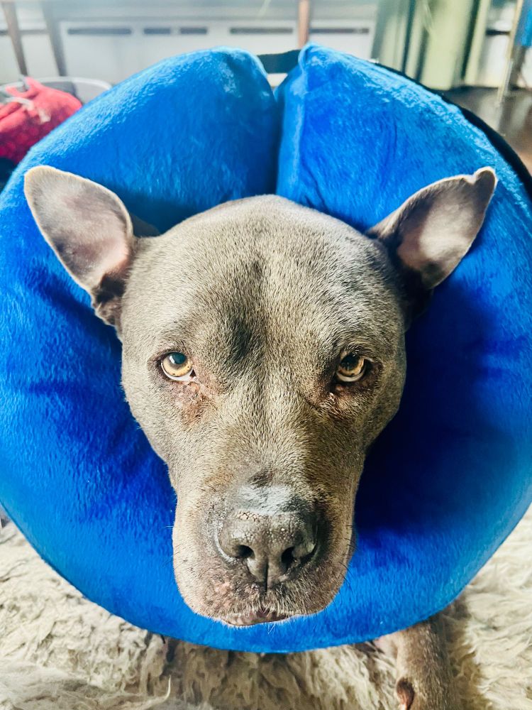 Adorable, symmetrical dog head in a blue soft cone of shame. 