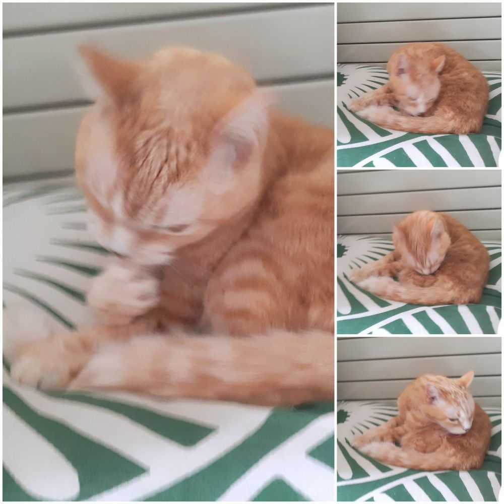 Four photos of ginger cat sitting on a green and white cushion, licking himself clean very methodically 