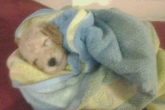 blonde puppy tucked in to sleep 