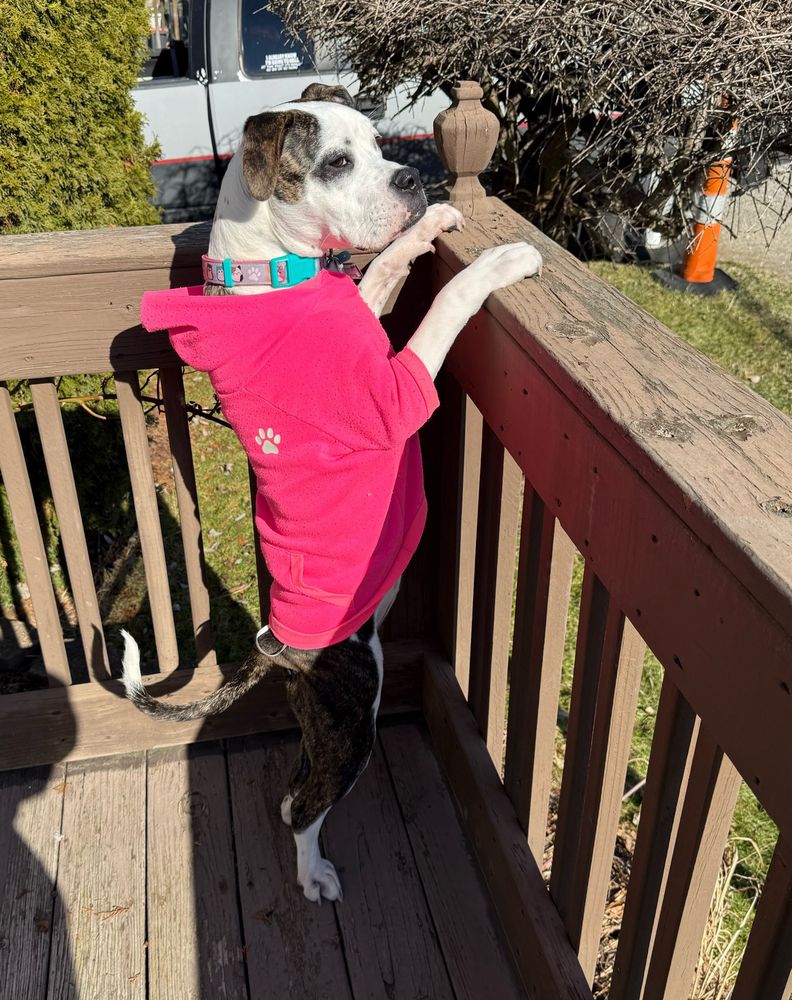 A puppy in a pink hoodie standing up on her hind legs with her paws on the banister looking off of the porch 