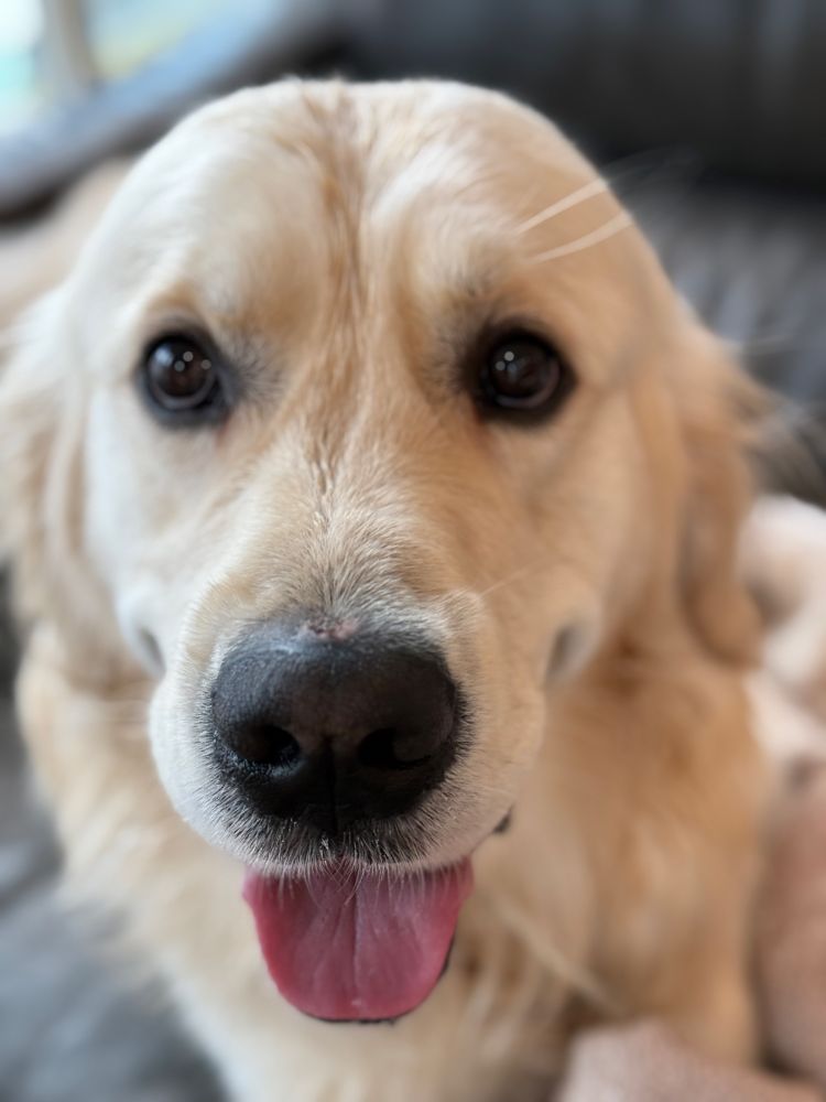 English cream golden retriever looking very sweet and happy 