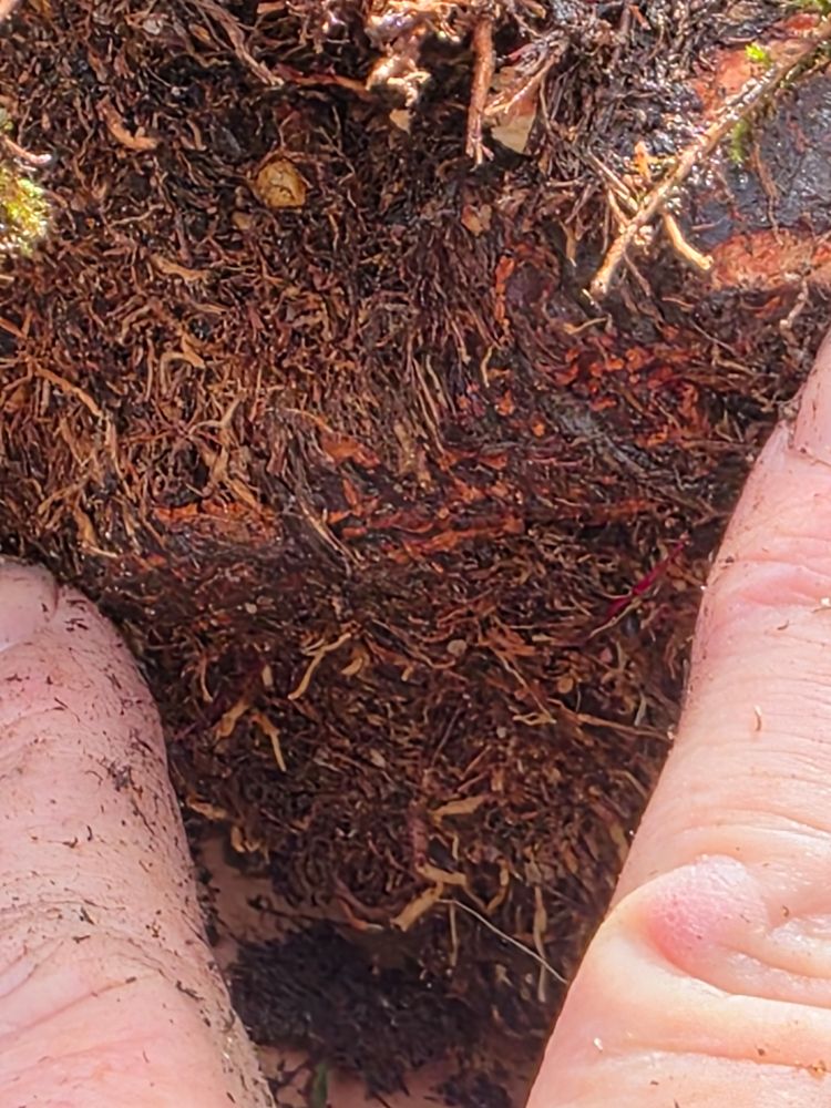 Large root running along thr trees confined pot. 