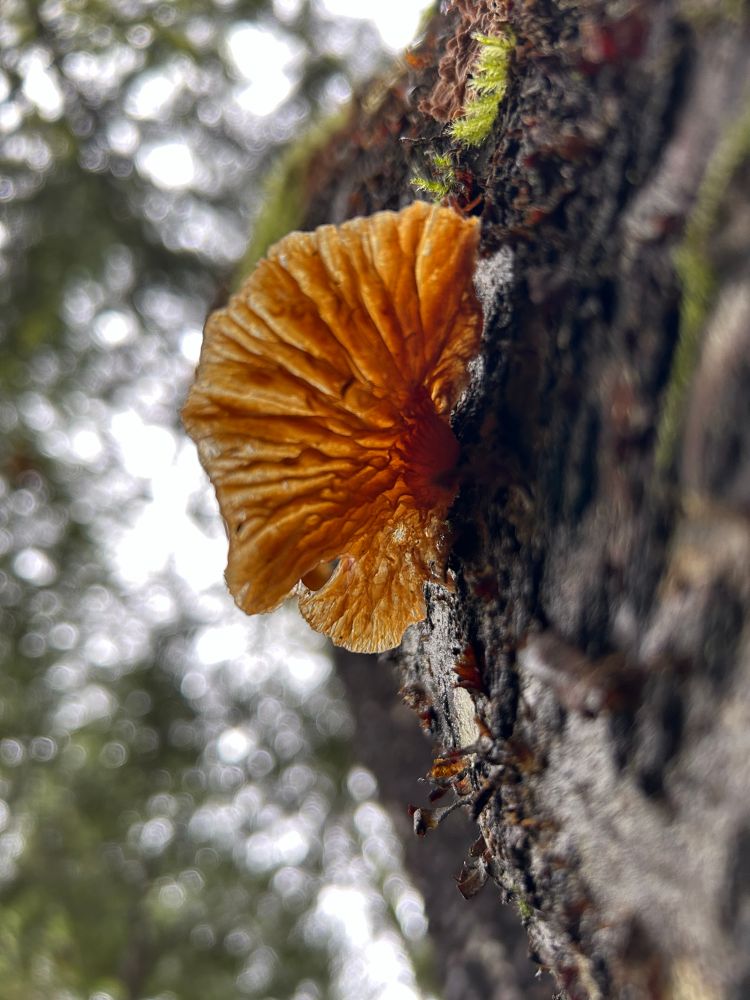 Shot from below of a mushroom growing out of a tree, its gills are visible through the mushroom’s body. 