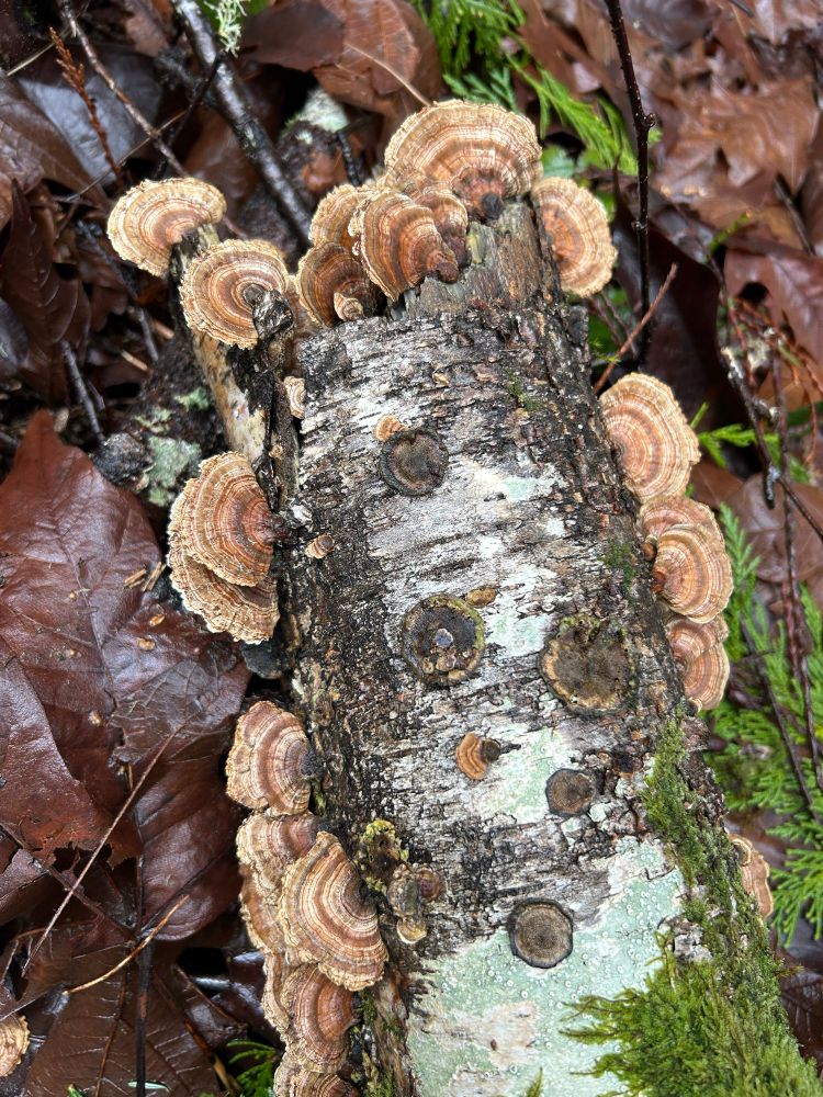 Some more stripey shrooms. 