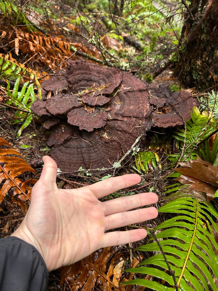 A dark-brown mushroom that’s huge is growing out of some ferny woods. 