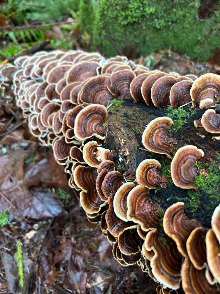 Some stripey mushrooms growing out of a downed tree. Some lush green moss is also visible. 