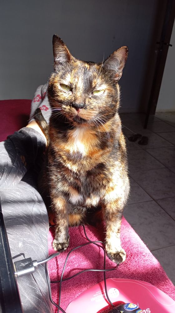 foto de uma gata na pelagem escaminha