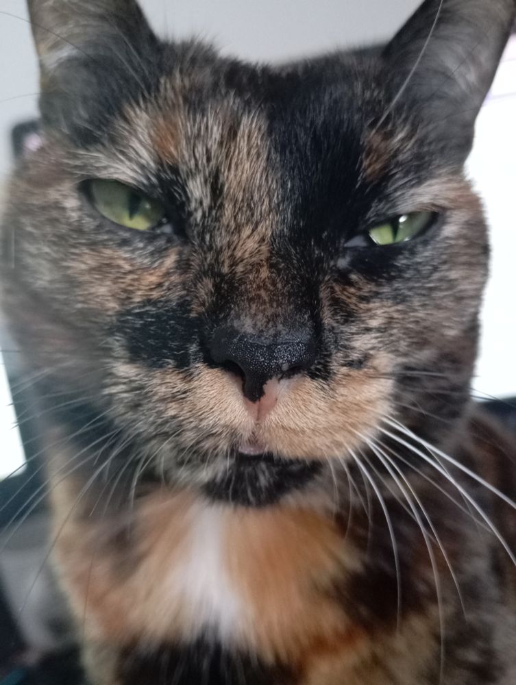 close no rosto de uma gata escaminha. 