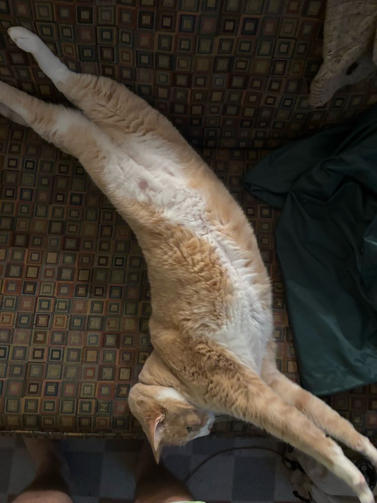 A fat cat stretching on a sofa