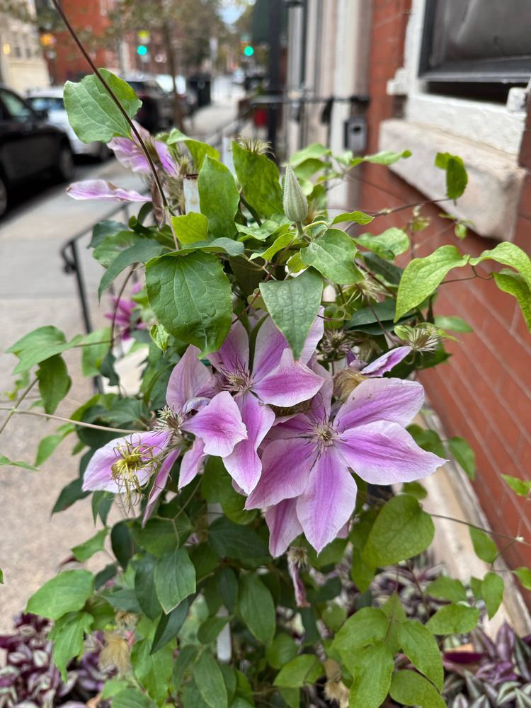 lovely large lavender clematis blossoms twining up a small potted trellis