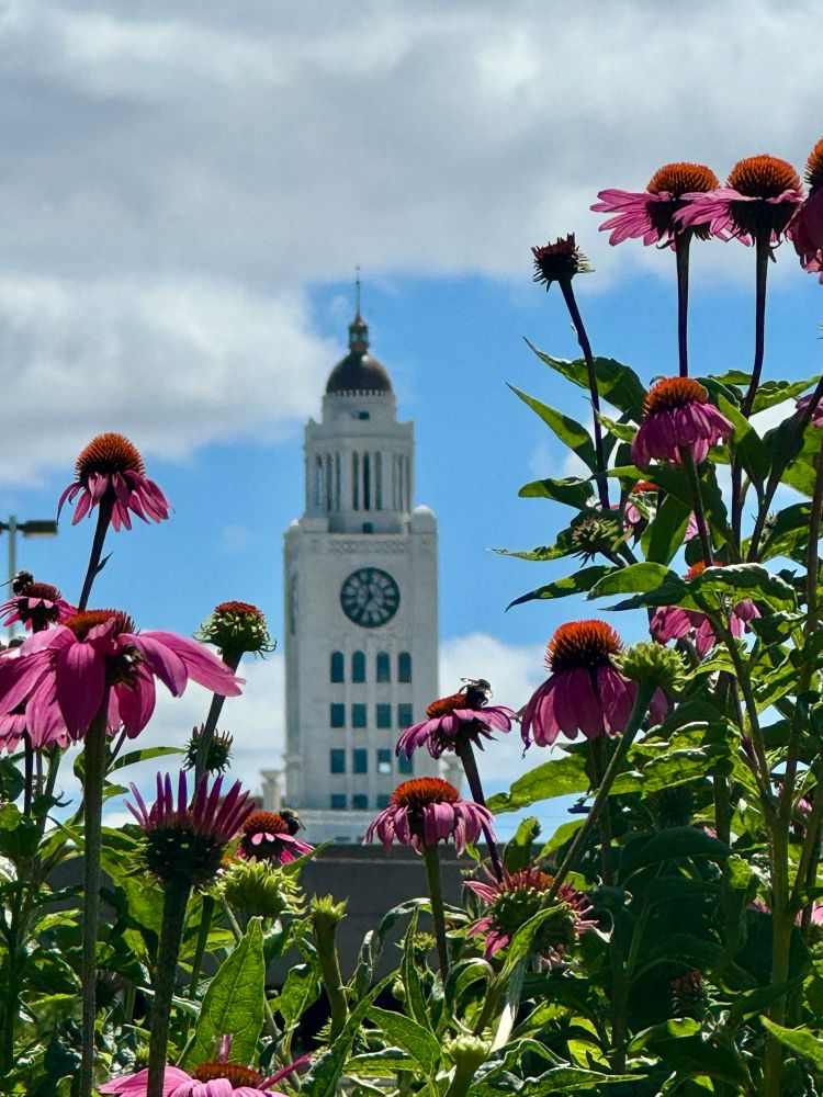 a tall white clock tower seen through pink asteraceae flowers 