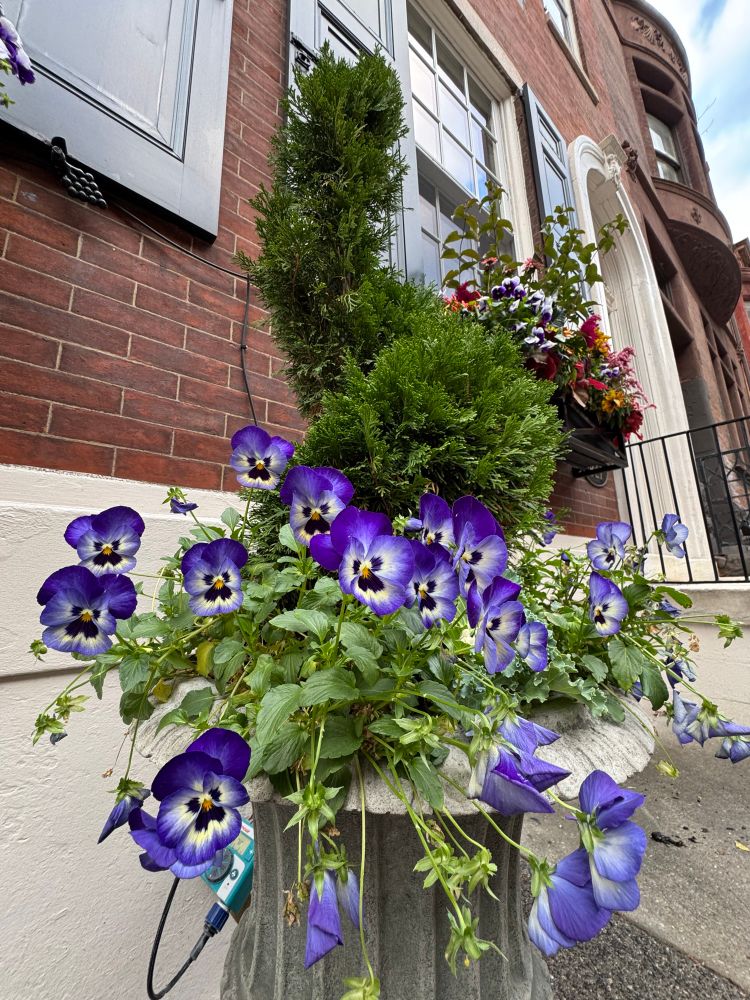 brilliantly violet violets (pansies) in a lovely urn a front stoop in rittenhouse area of philadelphia 