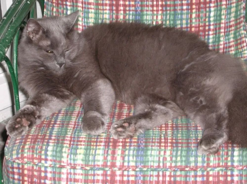 A large, gray cat sitting on a sofa.