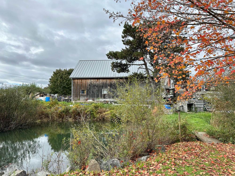 Orange autumn leaves on a tree and the ground by a brown barn like building & still pond