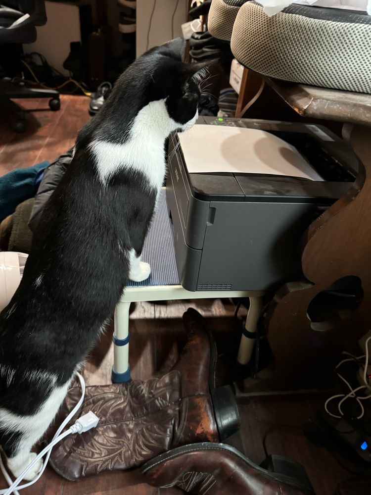image of a tuxedo cat looking at a printer